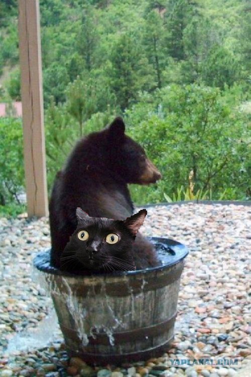 Фотожаба: Кто пил из бочки и все выпил?