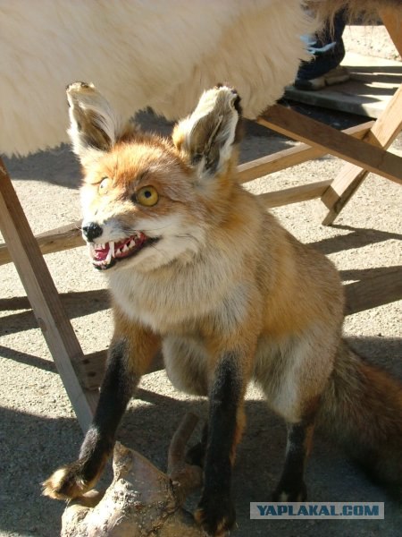 Таксидермия + наркомания