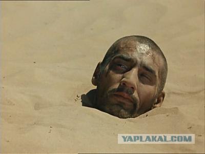 Быдло на пляже