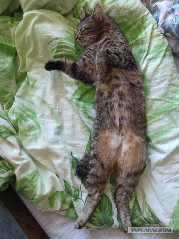 А котовторник уже начался?