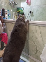 Кот столкнул кота в ванну с водой