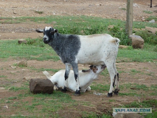 AFRICA - (Эфиопия,Кения,Танзация) 4-16 ноября 2011