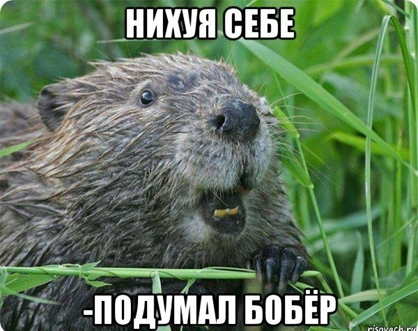В Новосибирской обл. бобры настроили плотин, изменили направление реки, утопили экскаватор и оставили без электричества 2 села