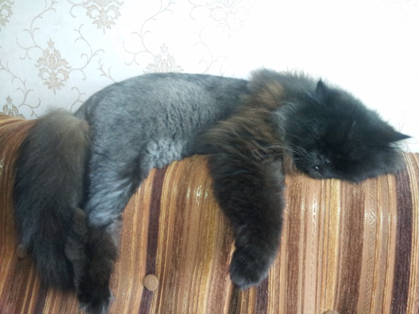 А в какой позе у вас спят кошки?