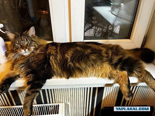 Безопасная мойка кошки