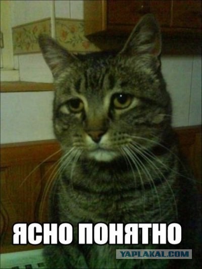 Знакомьтесь - капибары