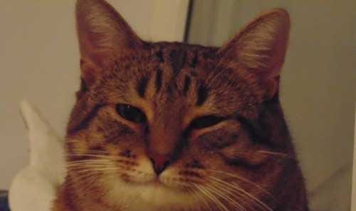 Нашелся таки хозяин (точнее хозяйка)