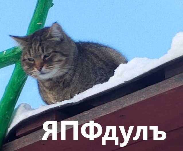 Рабыня из Канады показала свою кошку, которая обожает гулять, но терпеть не может снег