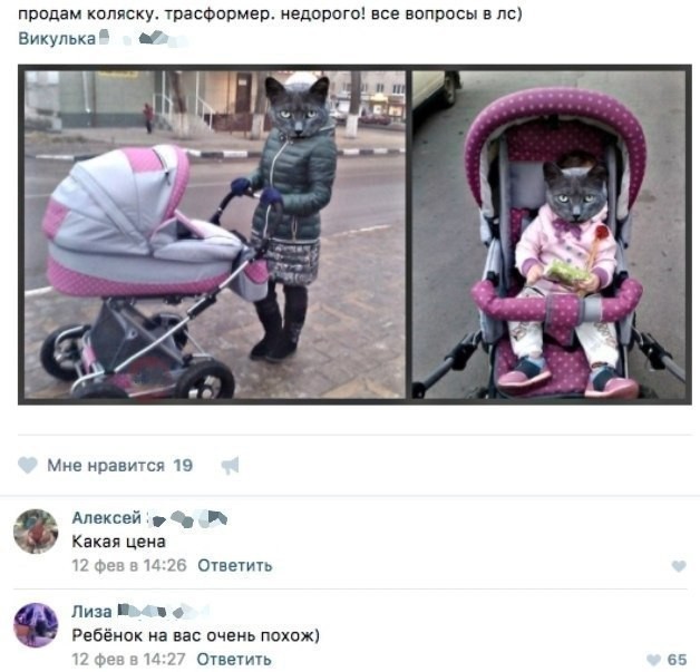 К котовторнику: подборка картинок-баянов с котиками и про котиков. Выпуск 32.