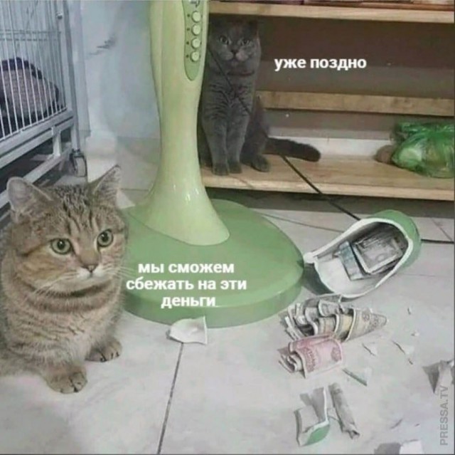 К котовторнику: подборка картинок-баянов с котиками и про котиков. Выпуск 39.