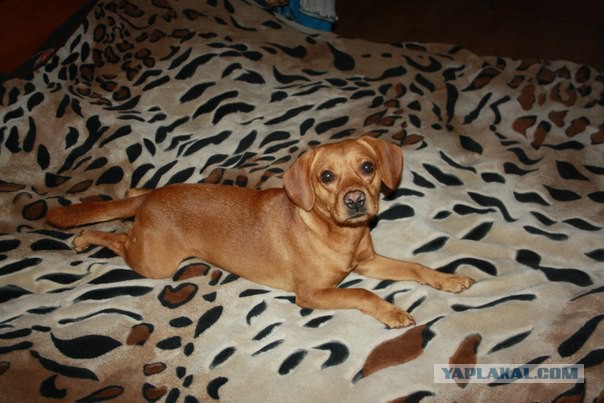 Собакочетверг на 02.01.2014