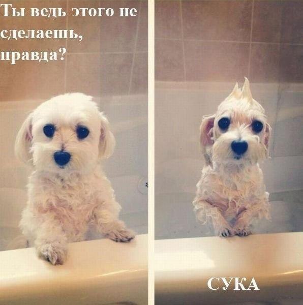 Не про олимпиаду