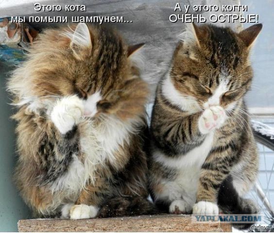 Сегодня мыли котов :3