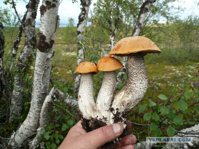 Серебрянское водохранилище.