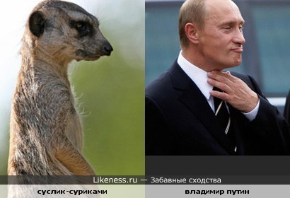Звериная политика
