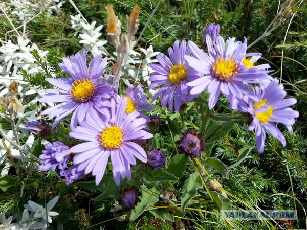 Дорога из Киева и из Москвы в Ялту.