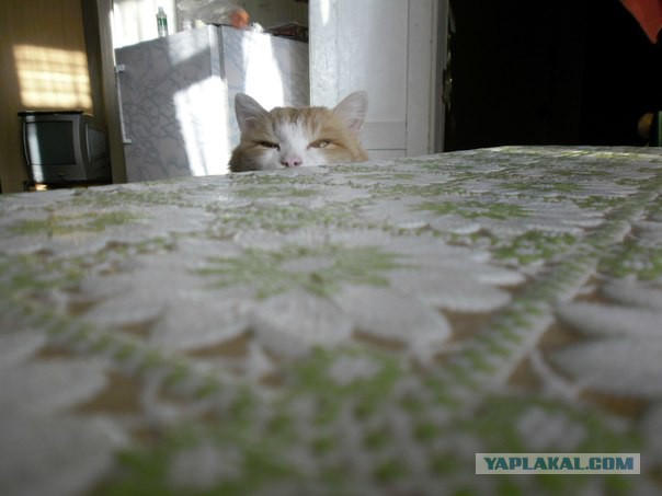 Котовторник 12.08.2014