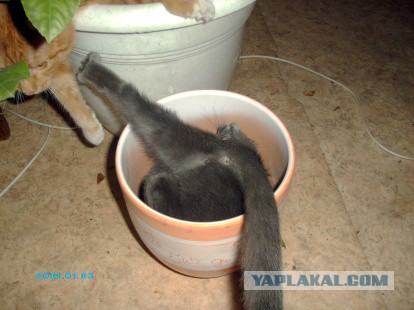 Котовторник 7.10.2014