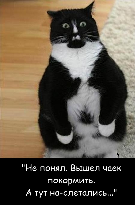 Север. Мишки на... пастбище!
