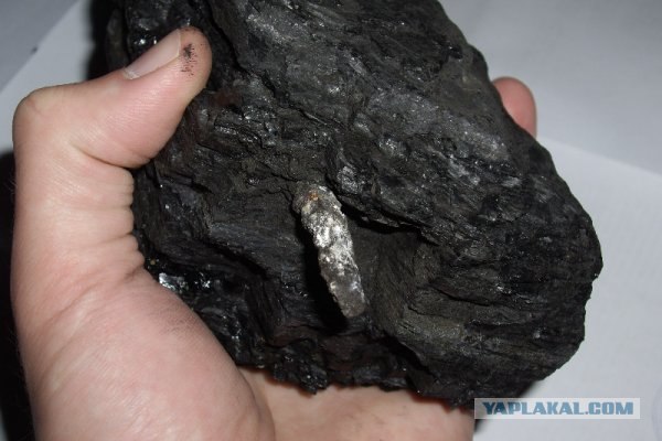 В каменном угле нашли рейку возрастом 300 млн. лет