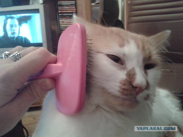 Котовторник 13.10.2015
