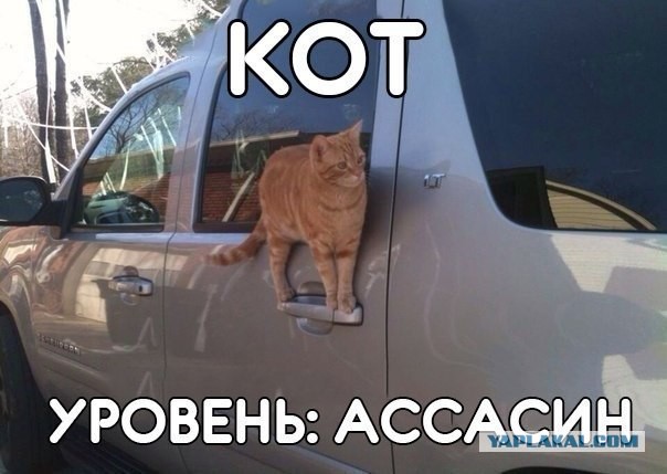 Приколы из сети