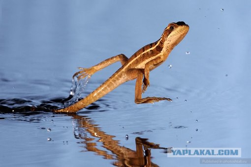 Разные картинки