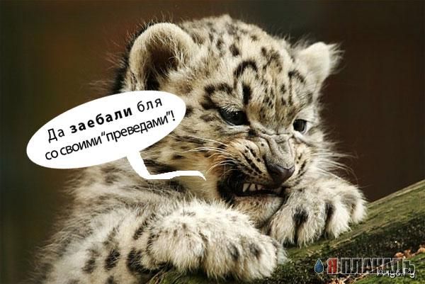 Превед медвед!