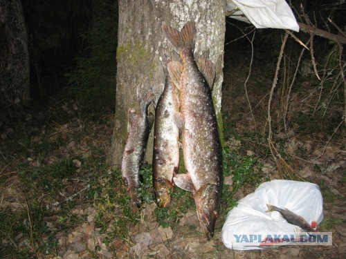 Веппский край, Южная тайга