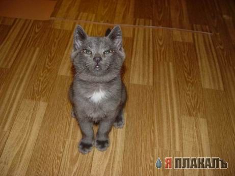 Коты, кошки, котята
