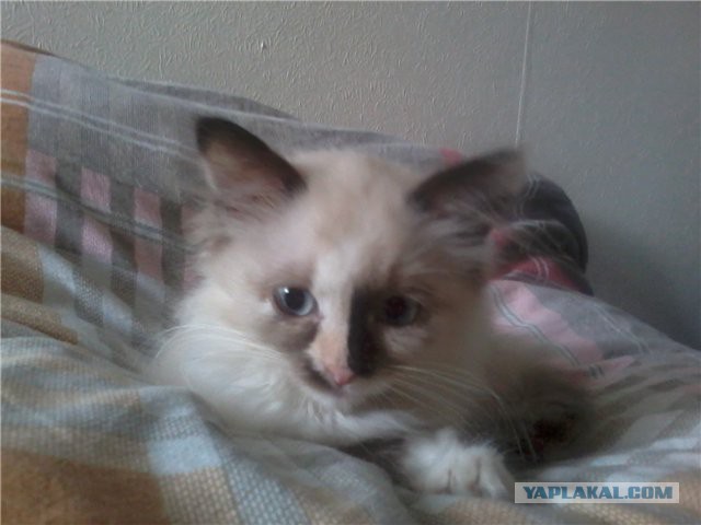 Котовторник 02.02.2016