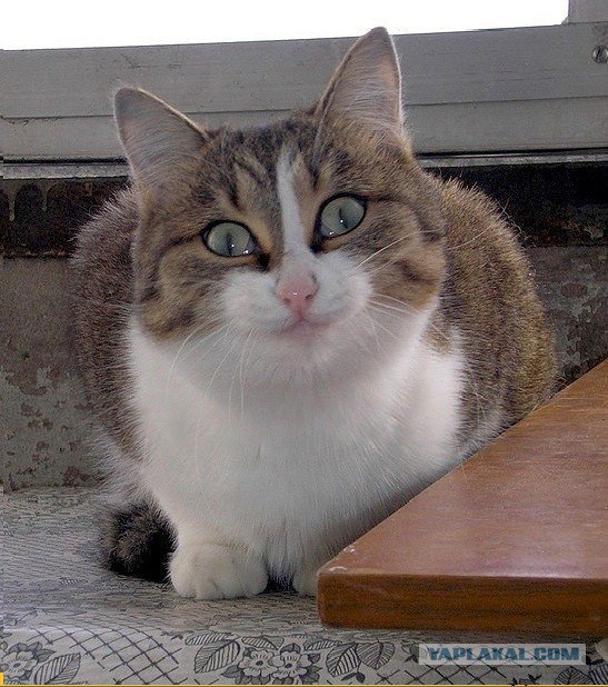 Этот ВЗГЛЯД!