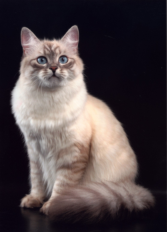 Коты, кошки, котята
