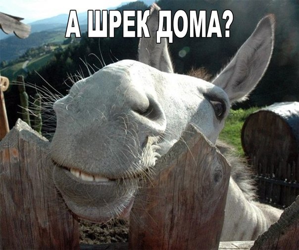 Прикольные животные
