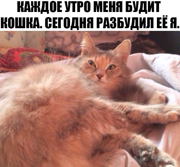 Мой зевающий кот