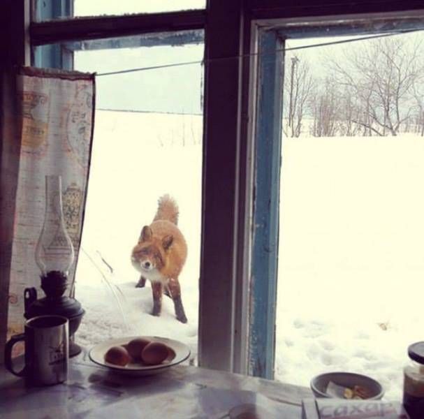 Самые смешные животные