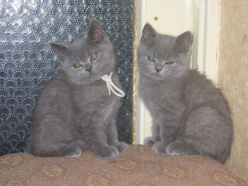 Коты из сети