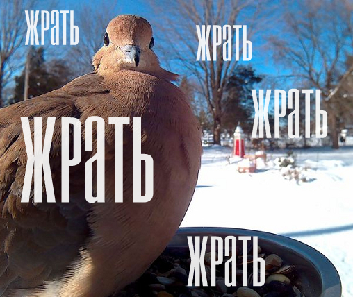 "Поставил кормушку за окном и всю зиму фотографировал птиц, которые прилетали покушать"