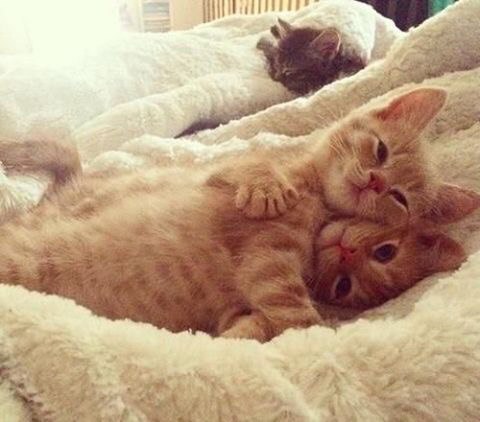 Коты из сети
