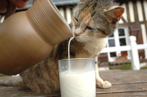 Коты и Кошки