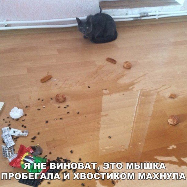 Подборка безудержного веселья