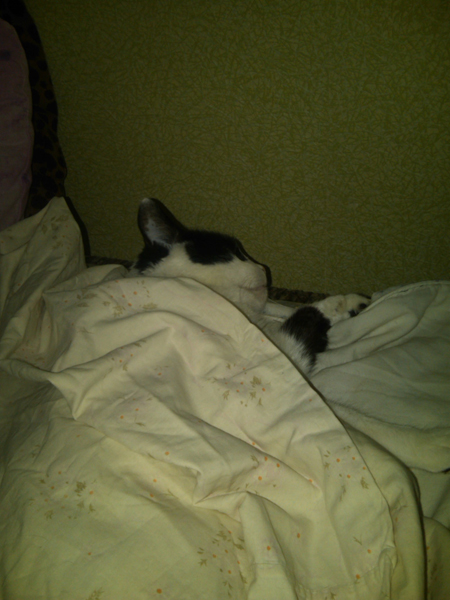 Операция "Кот"