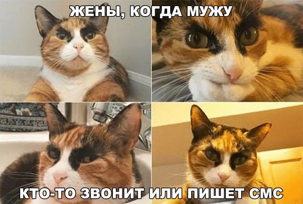 Прикольные картинки
