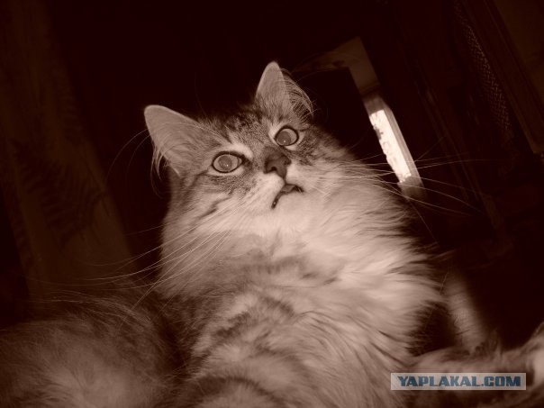 Котовторник на ЯПлакалъ