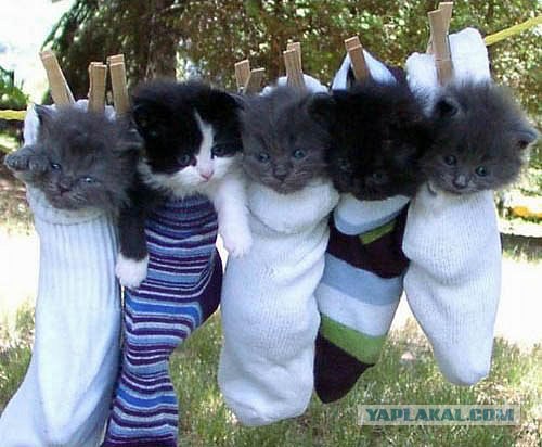 Котовторник