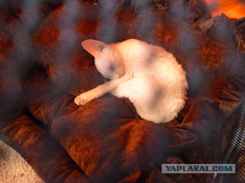 Сонный Котовторник