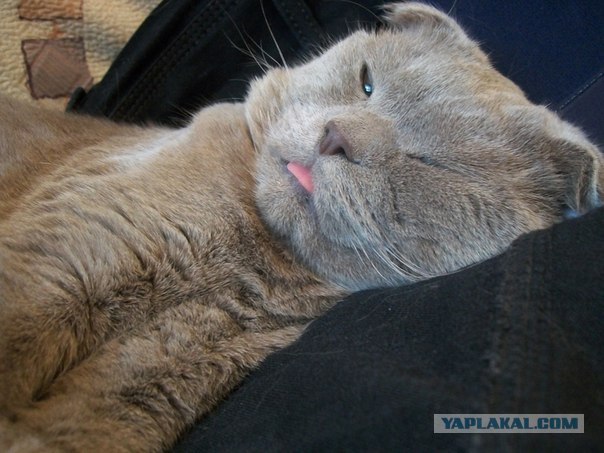 Котовторник (28.02.2012)
