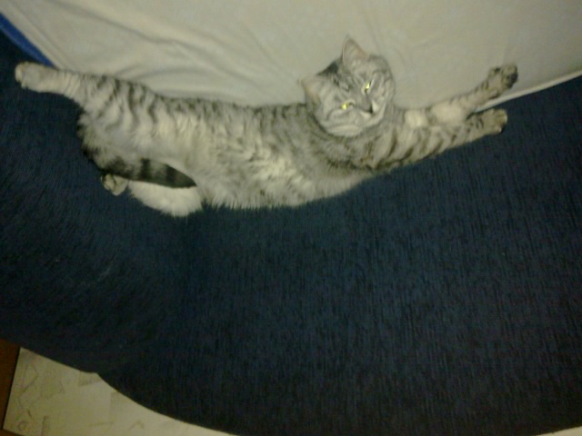 КОТОВТОРНИК (6.03.2012)