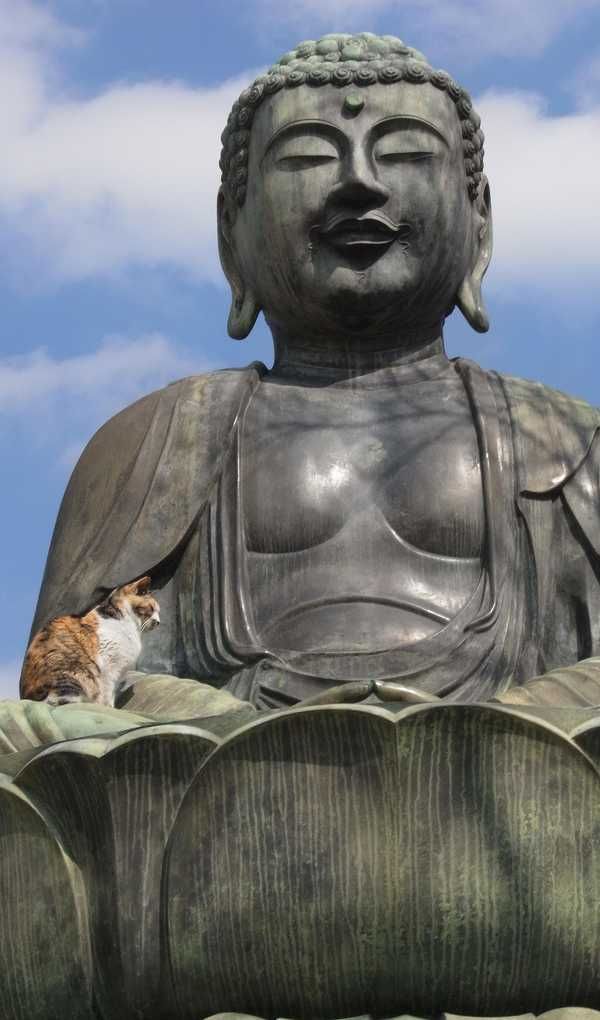 Коты-буддисты