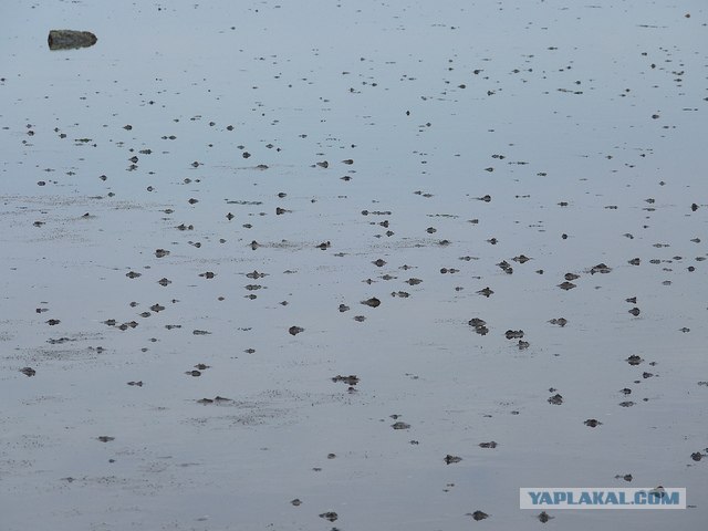 Побережье Северного моря.